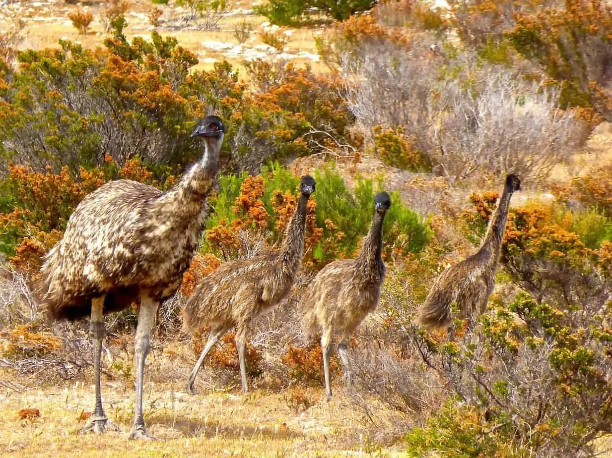 Emu Oil Extraction & Manufacturing Processes