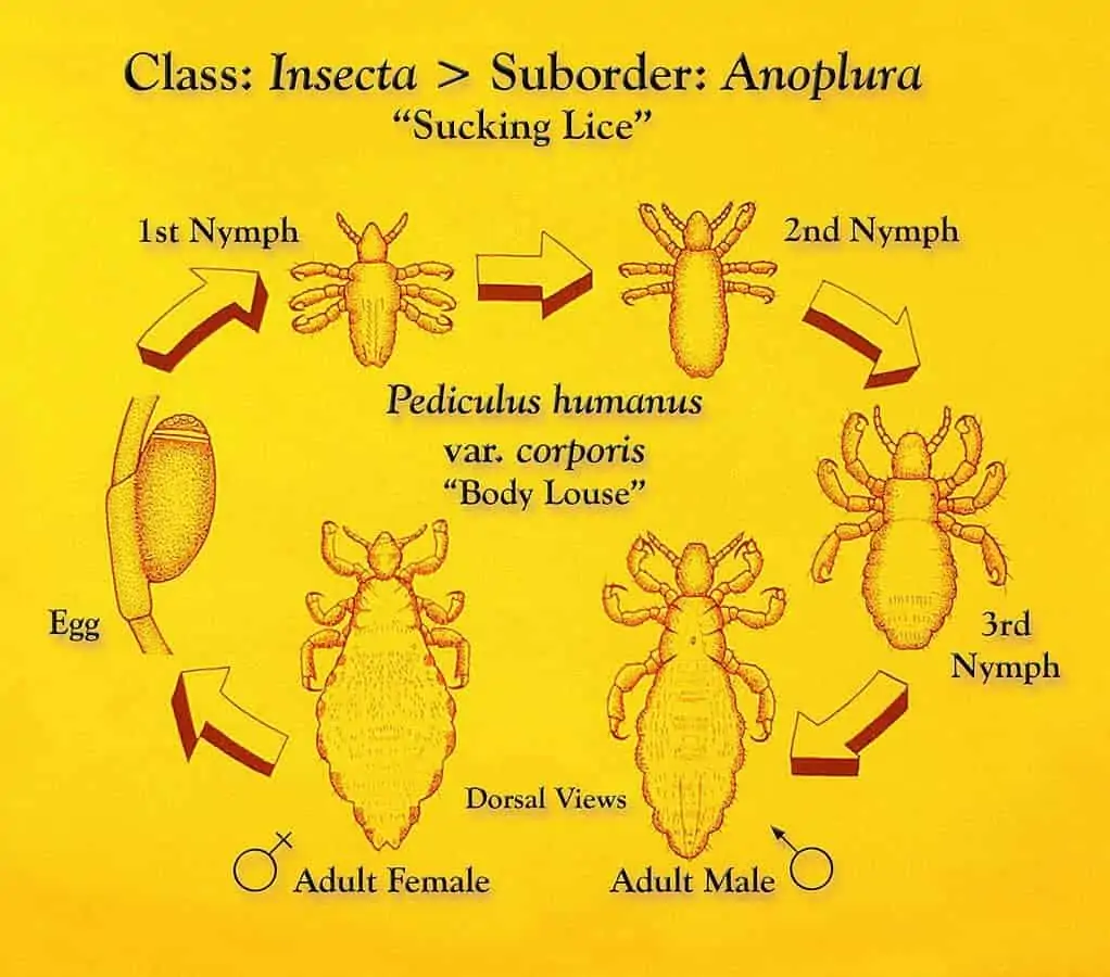 head lice lifecycle