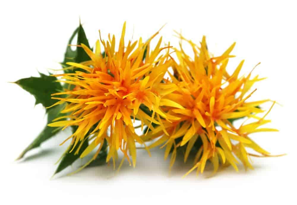 How to Use Safflower Oil for Hair Growth, Scalp Care, and Skin Care