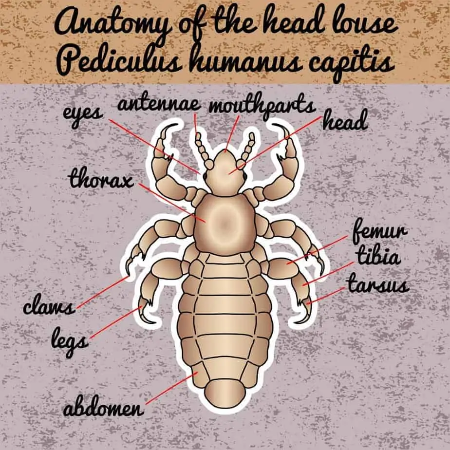 head lice with wings